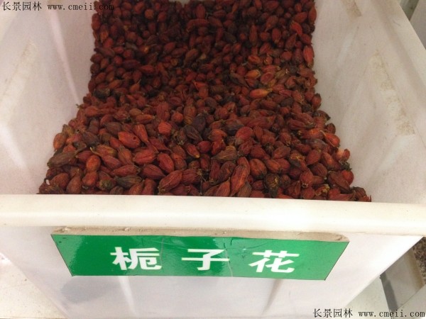 栀子花种子图片