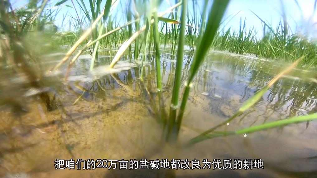 从治理到共赢：生态修复绘就绿色发展画卷