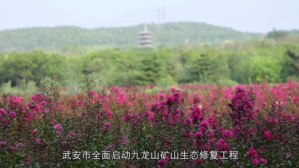 从治理到共赢：生态修复绘就绿色发展画卷
