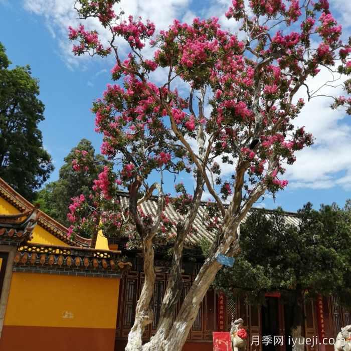 昆明300年古树紫薇盛夏绽放花景美(图1)