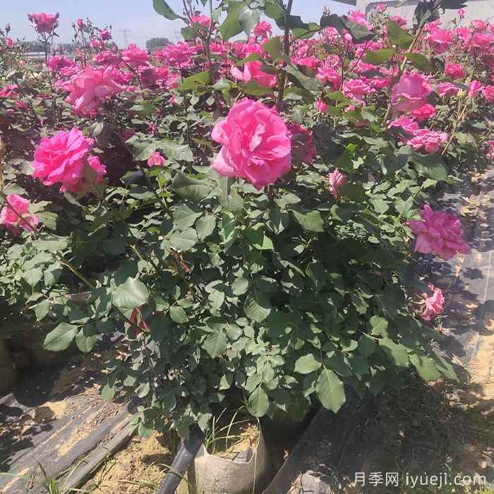 七八月份园林植物应该怎样去养护？(图1)