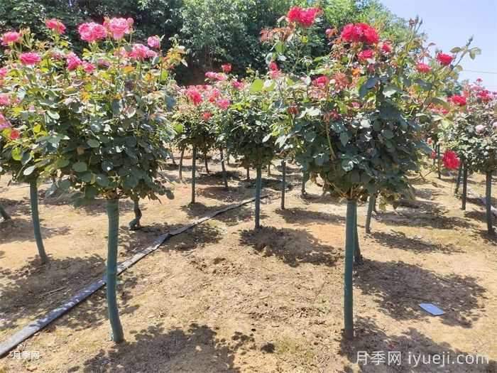 如何提高苗木移植成活率？(图2)