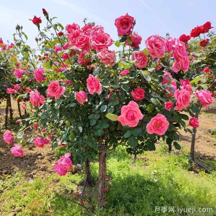 月季树盛开宁波绿化带，争奇斗艳甬城(图1)