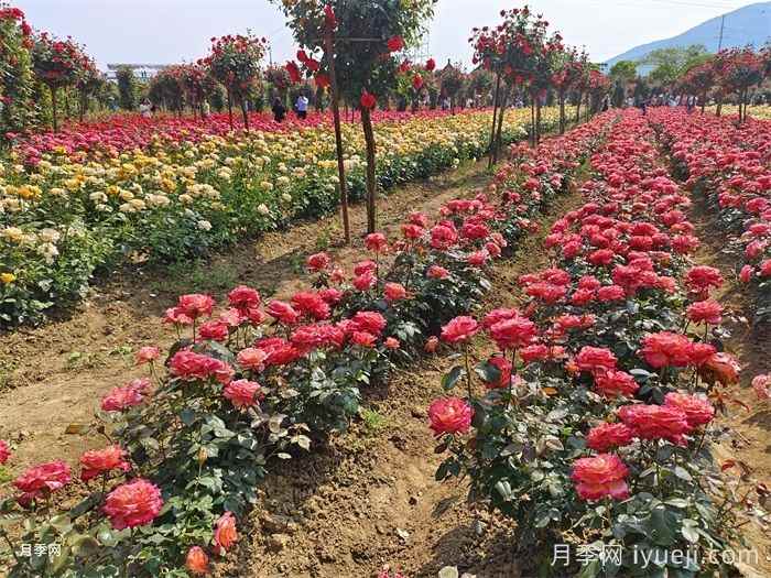 花境设计方法干货(图1)
