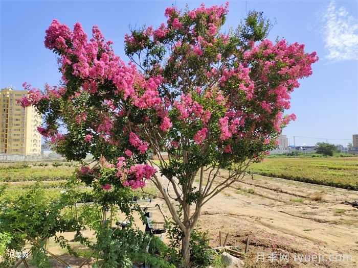 庭院最常用的21种树木(图1)