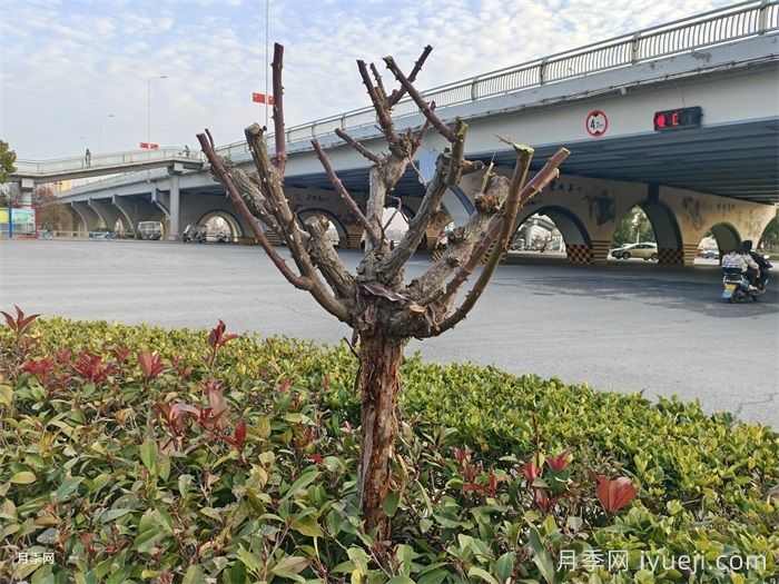 冬季行道树的修剪(图1)