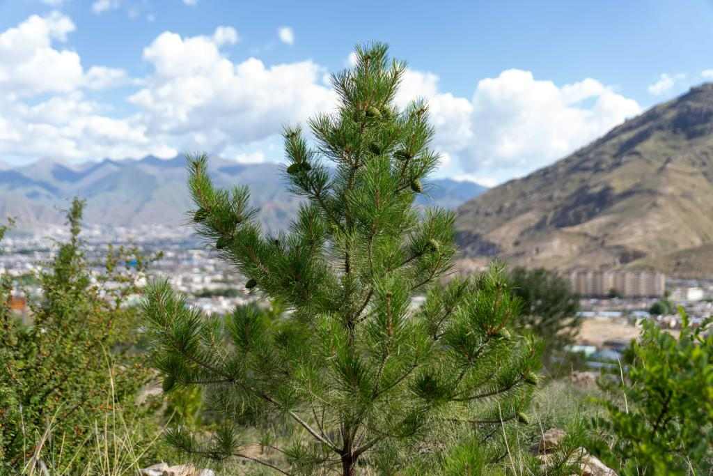 青山志：拉萨南北山的绿色答卷