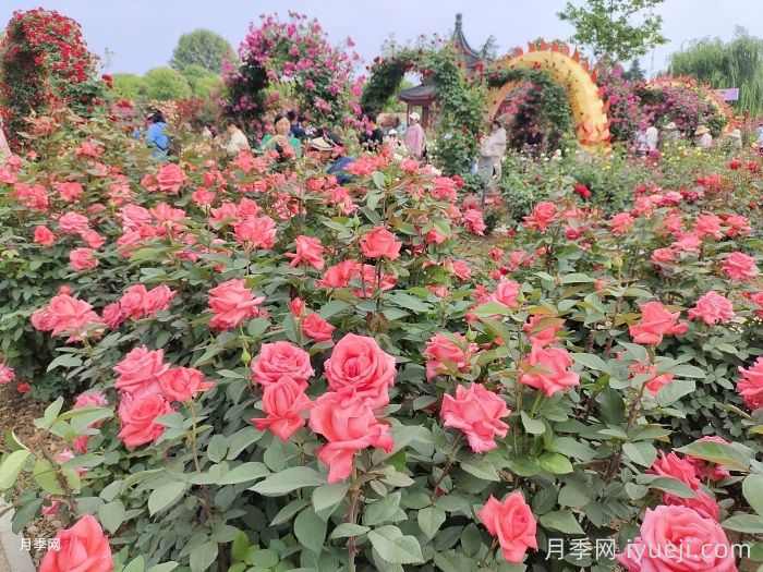 100条花园设计避坑心得(图1)