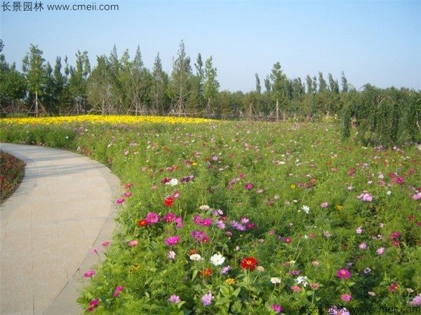 野花组合开花图片