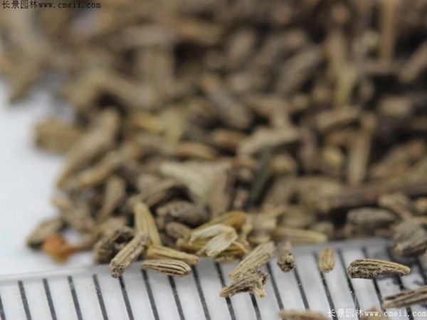 白晶菊种子 白晶菊种子