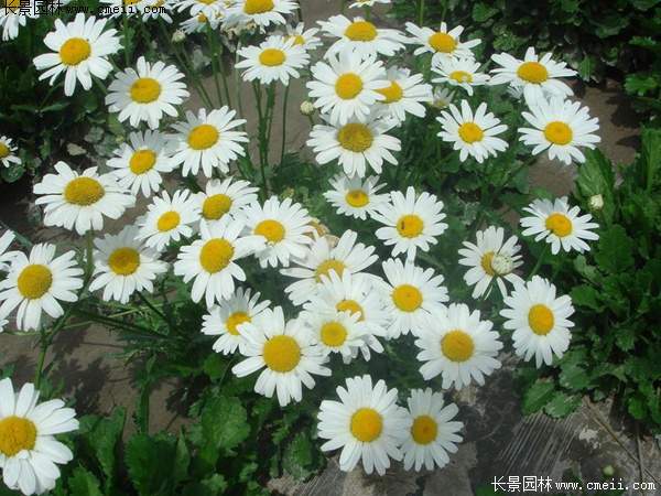 白晶菊 白晶菊
