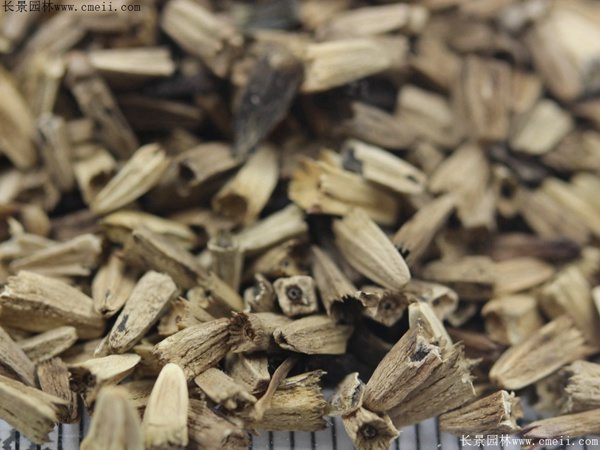 紫松果菊种子