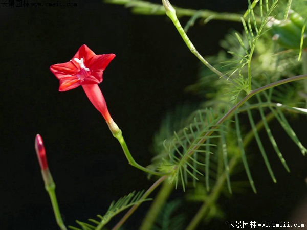 羽叶莺萝 羽叶莺萝