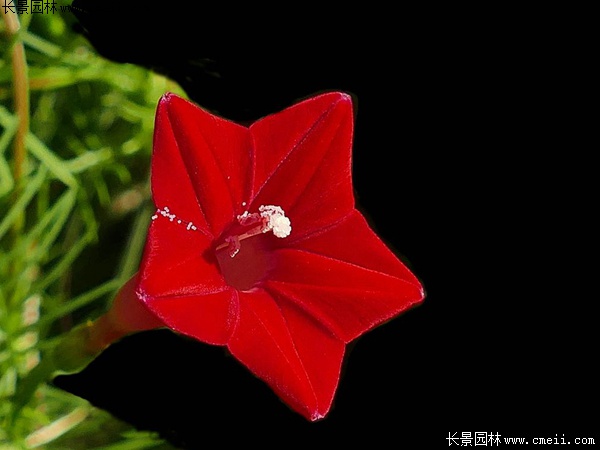 羽叶莺萝 羽叶莺萝