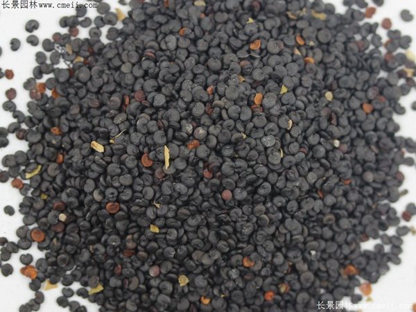 肥皂草种子 肥皂草种子