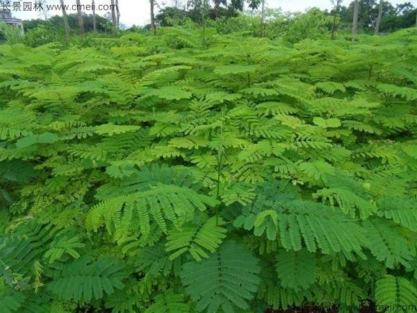 凤凰木种子发芽出苗图片