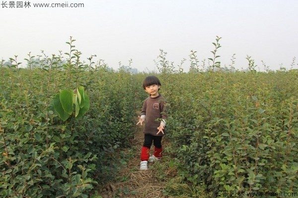 木瓜树种子发芽出苗图片