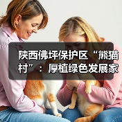 陕西佛坪保护区“熊猫村”:厚植绿色发展家底 尽享生态保护红利(图3) 陕西佛坪保护区“熊猫村”:厚植绿色发展家底 尽享生态保护红利(图3)