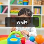 羽毛枫（图2）