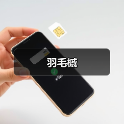 羽毛槭（图3）