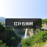 红叶石楠树(图1) 红叶石楠树(图1)