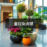 金冠女贞球（图3）