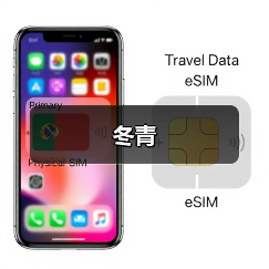 冬青（图2）