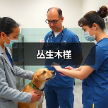 丛生木槿(图4) 丛生木槿(图4)