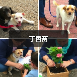 丁香苗（图4）
