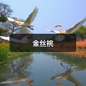 金丝桃（图2）