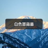 白色蔷薇苗（图1）