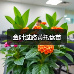 金叶过路黄托盘苗（图4）