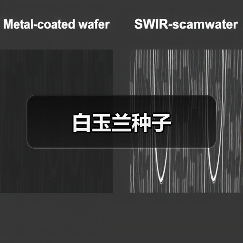 白玉兰种子（图1）