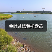 金叶过路黄托盘苗（图2）