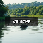 紫叶李种子（图1）