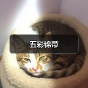五彩锦带(图3) 五彩锦带(图3)