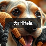大叶黄杨柱(图4) 大叶黄杨柱(图4)