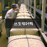 丛生榆叶梅(图4) 丛生榆叶梅(图4)