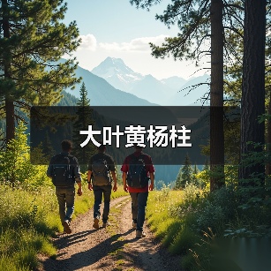 大叶黄杨柱(图1) 大叶黄杨柱(图1)