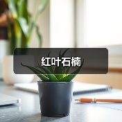红叶石楠（图2）