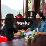 池杉种子（图2）