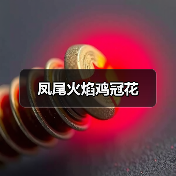 凤尾火焰鸡冠花(图2) 凤尾火焰鸡冠花(图2)