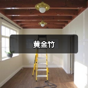 黄金竹(图4) 黄金竹(图4)