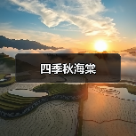 四季秋海棠(图1) 四季秋海棠(图1)