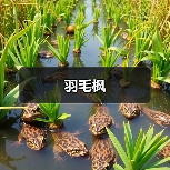 羽毛枫（图1）