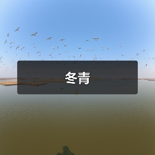 冬青（图3）