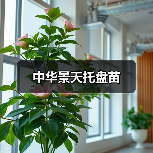 中华景天托盘苗(图2) 中华景天托盘苗(图2)