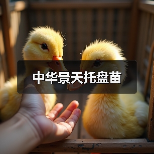 中华景天托盘苗(图1) 中华景天托盘苗(图1)