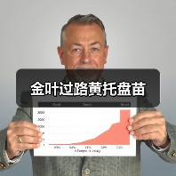 金叶过路黄托盘苗(图1) 金叶过路黄托盘苗(图1)