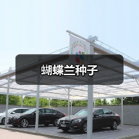 蝴蝶兰种子（图3）